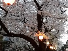 満開シーズンには桜並木に提灯が灯されます。_多摩川の散歩道