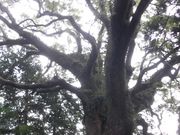 ڂ肳̓cm㔪_Ђ̃NX̓eʐ^4