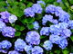しどーさんの和歌山県植物公園緑花センターの投稿写真1