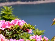 Ƃ񂳂̃ze sR iC т̍̓eʐ^6