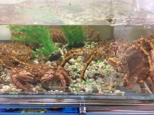 ���邩�ȁH_���H�t�B�b�V���[�}���Y���[�tMOO�EEGG