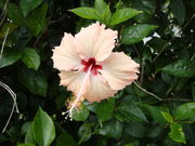 chaka����̃n�C�r�X�J�X�̓��e�ʐ^2