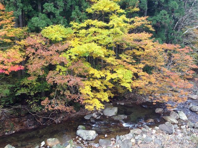 川沿いの紅葉_九頭竜峡