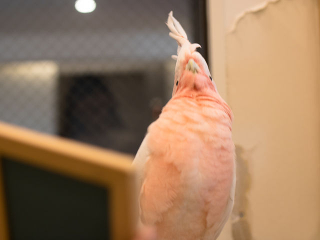 ���̎����Ɍ��{_���Ƃ�J�t�F�S�֋�