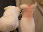 邳̂ƂJtFS֋̓eʐ^1