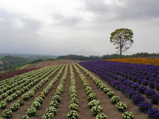 �󂪗~����_�l�G�ʂ̋u