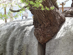 石割桜の写真一覧 - じゃらんnet