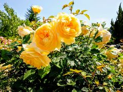 English Garden ローザンベリー多和田の写真一覧 じゃらんnet