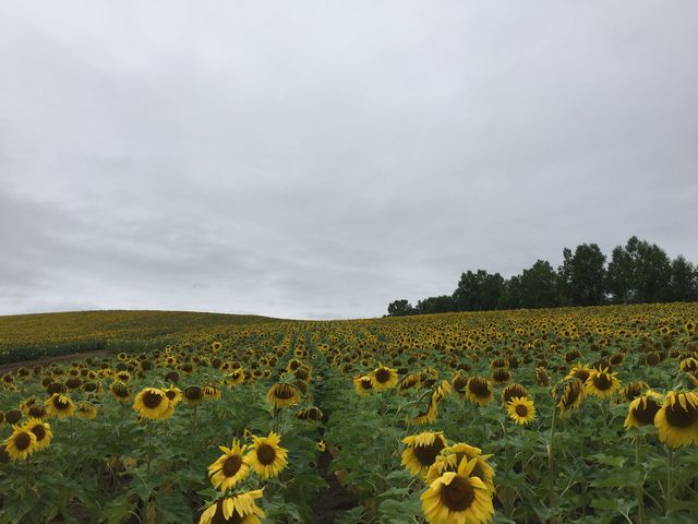 �J���~��܂��Ă��܂������A�{���ɖڐV�����Ă��ꂢ�ł����B_�Ȃ��Ђ܂�蔨