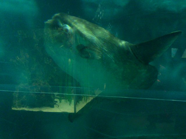 �܂�ڂ�_���֎s�������̂��������فE�C����