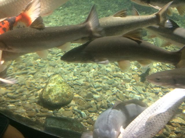 ������܂����I_�T�P�̂ӂ邳�Ɛ�ΐ�����