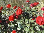 ɂ񂳂̍űu[YK[fv̓eʐ^1