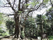 sumi����̏����̃A�R�E�����n�̓��e�ʐ^1