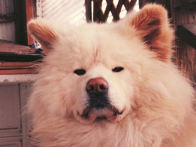 �Ă��C�J�ʂ�u�C�J�̃J�[�e���v