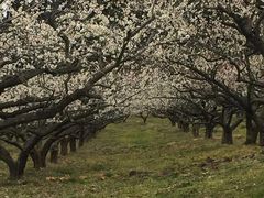 ���傱����̊�������������̋��ւ̓��e�ʐ^1