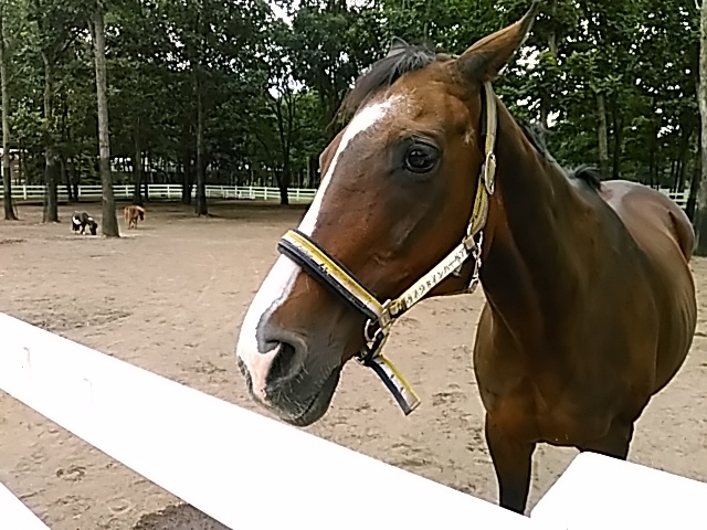 �f�B�[�v�C���p�N�g�̂��ꂳ��_�m�[�U���z�[�X�p�[�N