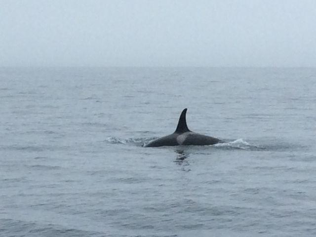 ���Ƃ��B��܂���_�L����Вm���l�C�`���[�N���[�Y