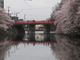 ぼりさんの高岡古城公園の桜の投稿写真4