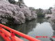ぼりさんの高岡古城公園の桜の投稿写真6