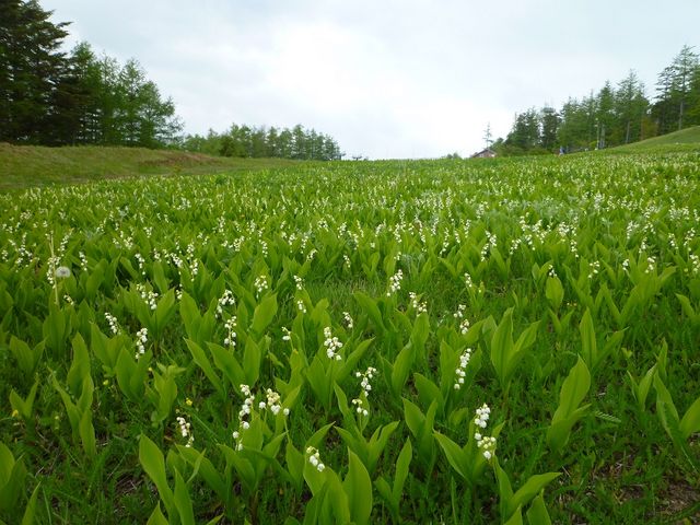 �R�̎Ζʂ����ς��ɍ炭�h�C�c�X�Y����_���}�R