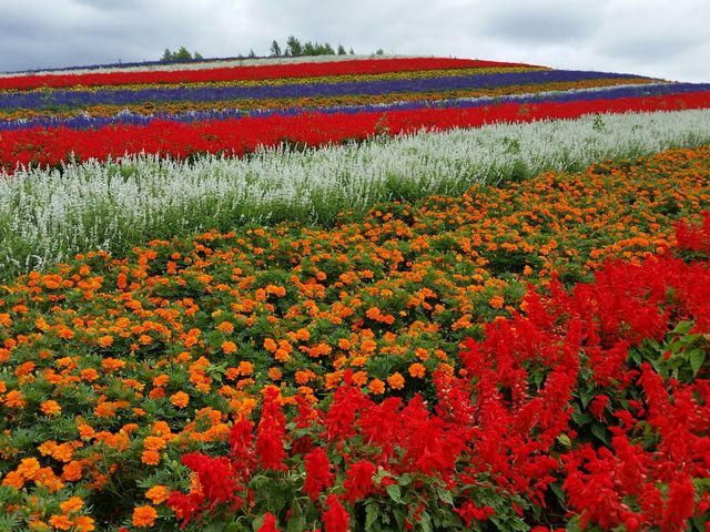 ���J�ł���_�l�G�ʂ̋u