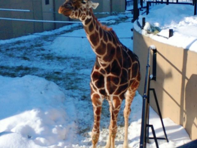 �L�����͊O�ɏo�Ă��܂���_���R������