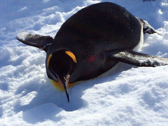 �ԋ߂Ō��ꂽ�y���M���̂��U���ł�_���R������