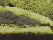 񂯂񂳂̕擰GMEˎR{X̓eʐ^1