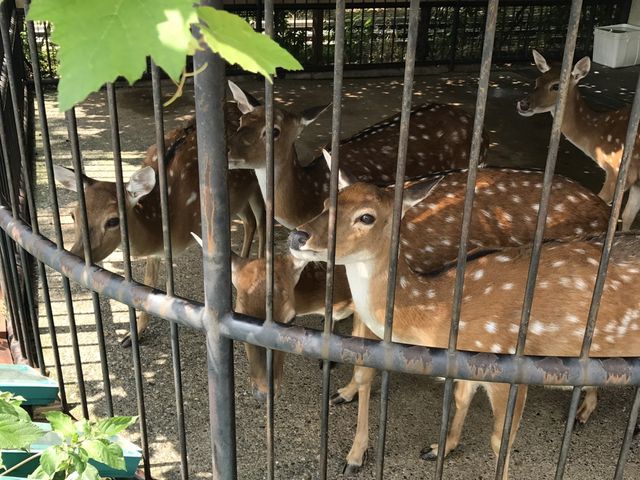 �a��蒆�̃V�J����_���炩��V��