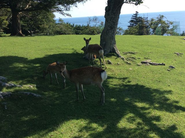 �H���Ӓn���n���p�Ȃ��ł��I_���؎R