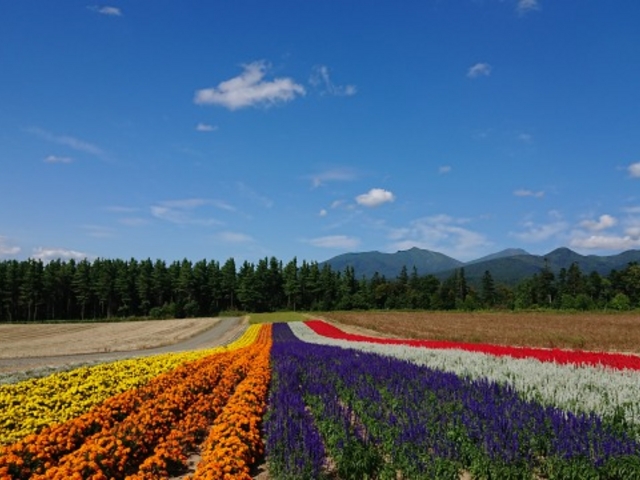 ƎR̉ԁAVCǂYł_ӂ̃WiLjϔ_