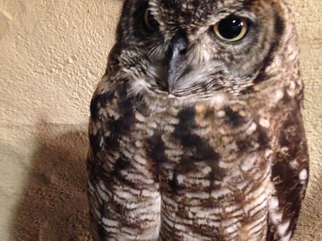 �~�~�Y�N_���̂���J�t�F��ʖؓX