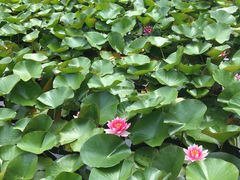 낳̂̂̉@߃rւ̓eʐ^1