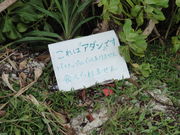 macha����̃A�_���̓��e�ʐ^1