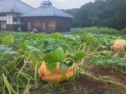 ܂񂳂̒}gwss̓eʐ^2