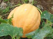 ܂񂳂̒}gwss̓eʐ^3