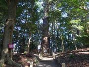 �g�����\����̖��ꑽ�_�Ђ̓��e�ʐ^1