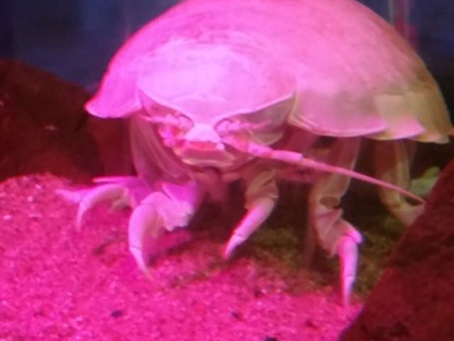 �V�����ۂ�T���s�A�U������