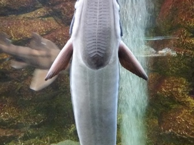 �R�o���U��_�V�����ۂ�T���s�A�U������