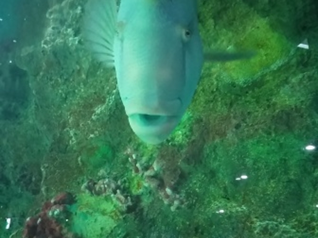 �����āA���ʂ���݂���ςȊ�_�V�����ۂ�T���s�A�U������