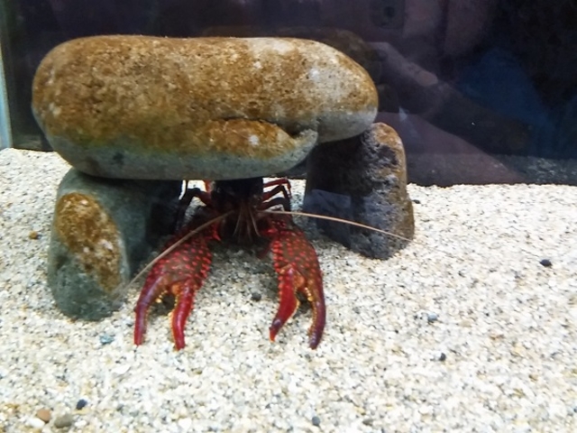 �A�����J�U���K�j_�V�����ۂ�T���s�A�U������