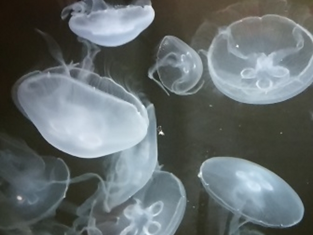 �N���Q_�V�����ۂ�T���s�A�U������