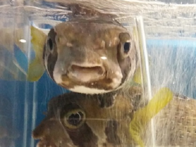 �n���Z���{��_�V�����ۂ�T���s�A�U������