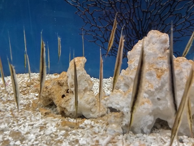 �w�R�A��_�V�����ۂ�T���s�A�U������