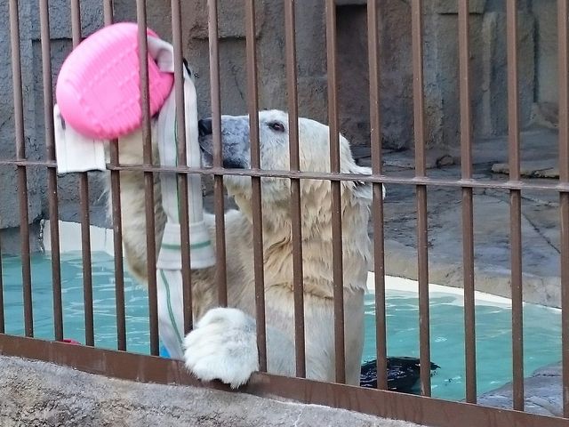 ���̃�������񂪑�l�C�I������ۂ���������ł�����O�ɏo�����ƕK���Ȏp�����킢���I_�~�R������