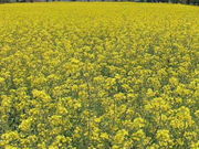 tuka����̐�����̍؂̉Ԃ̓��e�ʐ^1