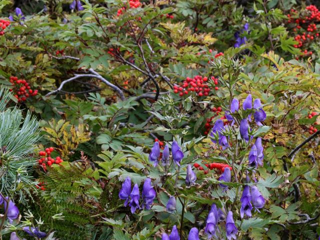 �g���J�u�g�ƃi�i�J�}�h_���R