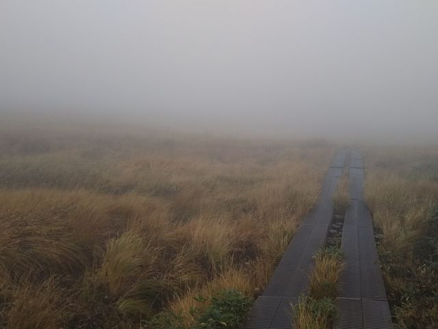 �������ӂ̖ؓ��B_������