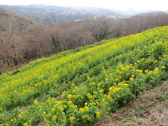 A\j[̃}U[q̂Ȃ̂͂Ȃ̓eʐ^1