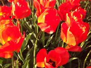 ̑ٓs`[bvtFXeBo̓eʐ^1